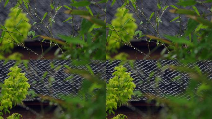 原创4k视频素材瓦房前的绿竹
