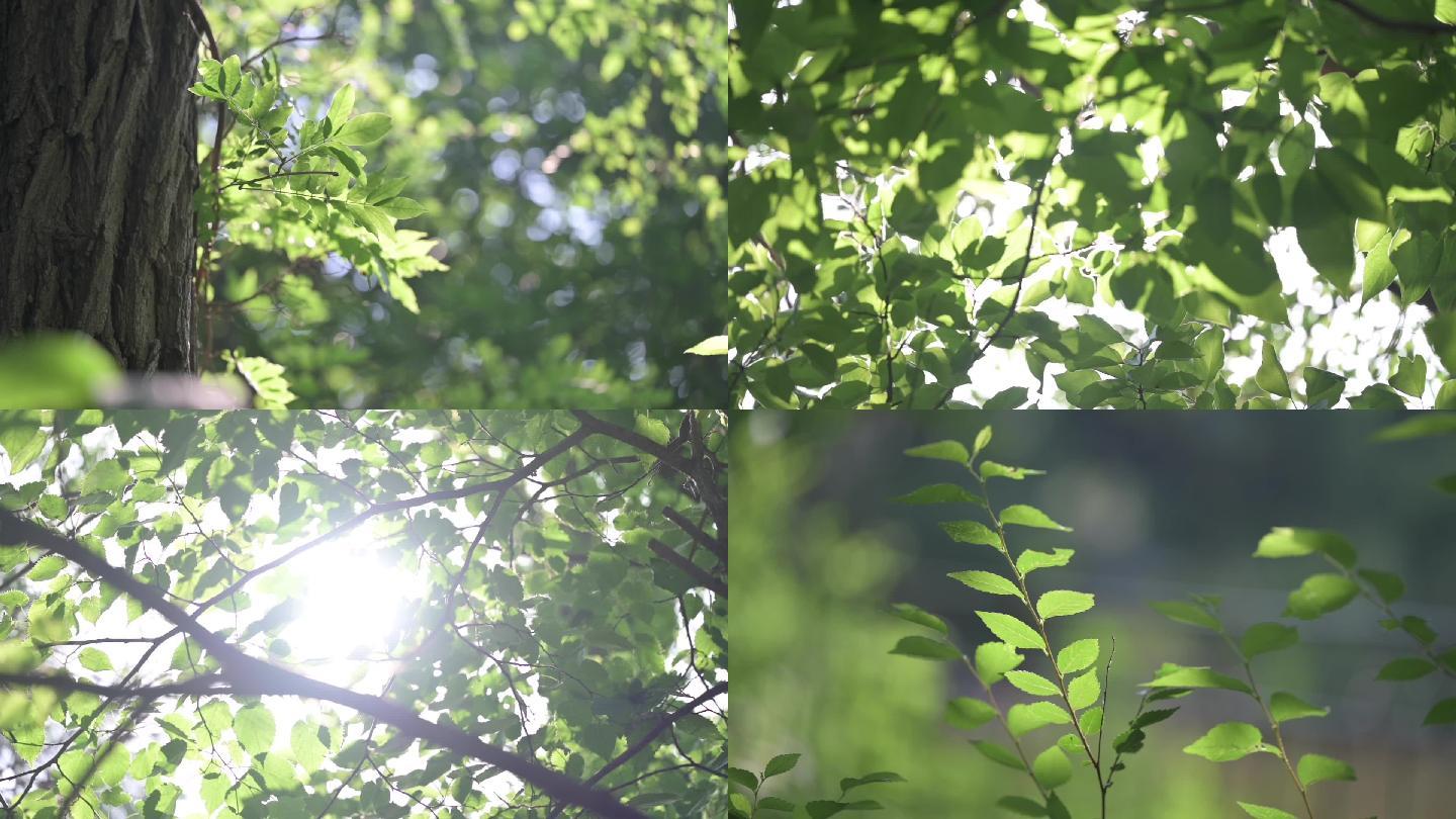 夏天阳光树叶意境植物唯美空镜头