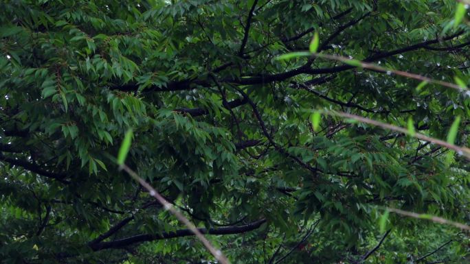 原创4k视频素材雨中的竹叶