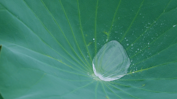 荷花荷叶雨滴流淌