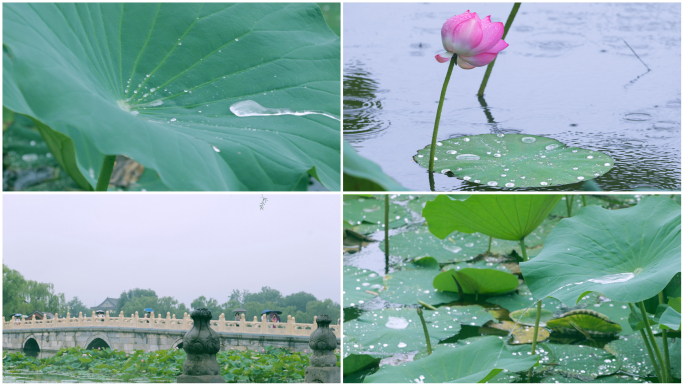 荷花荷叶雨滴流淌