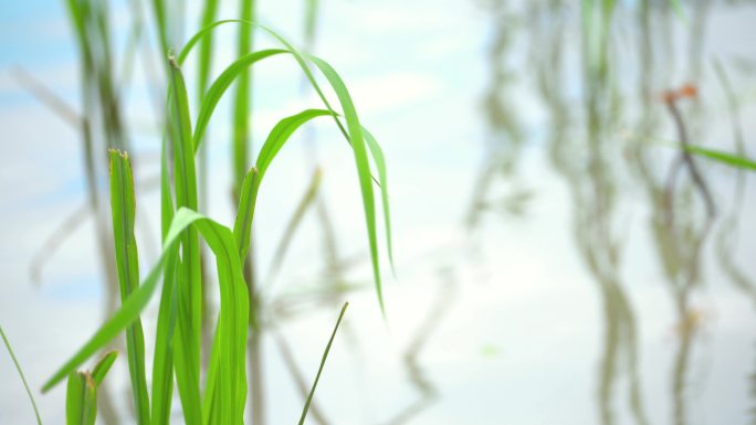 乡村田野河边的水草4K空境素材