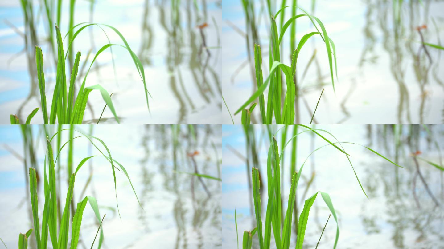 乡村田野河边的水草4K空境素材