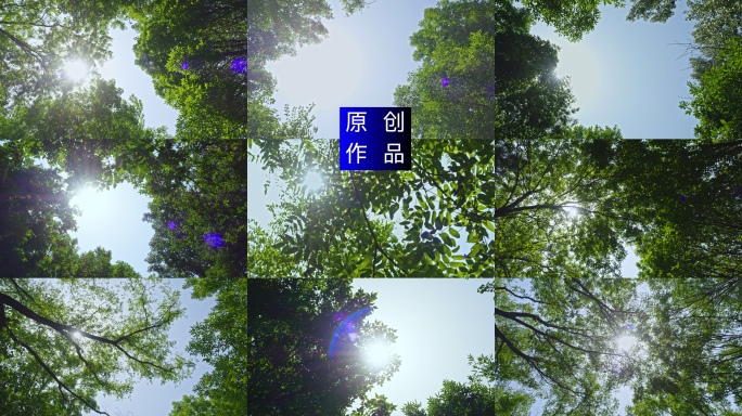 4K 夏天阳光透过树叶森林