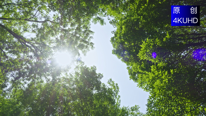 4K 夏天阳光透过树叶森林