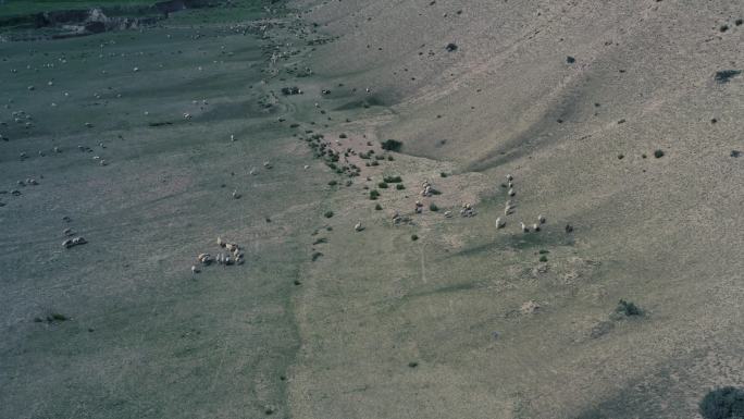 航拍新疆地区羊群
