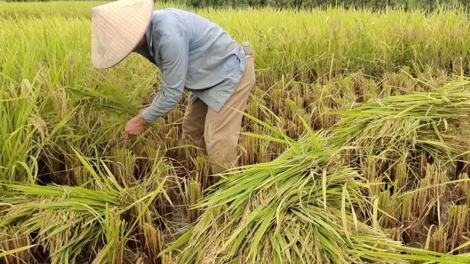 水稻成熟期收割水稻收割水稻的男子收割谷子