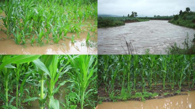 玉米地洪涝积水 庄稼地洪涝