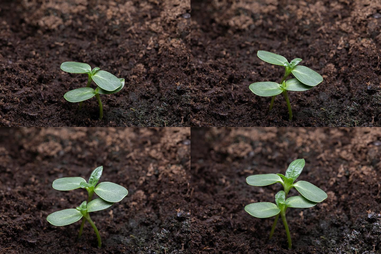 植物成长