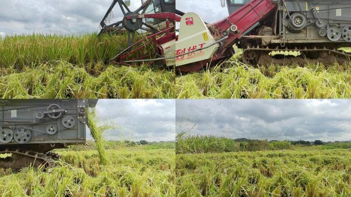 水稻收割机成熟的水稻大米生产地机器收稻谷