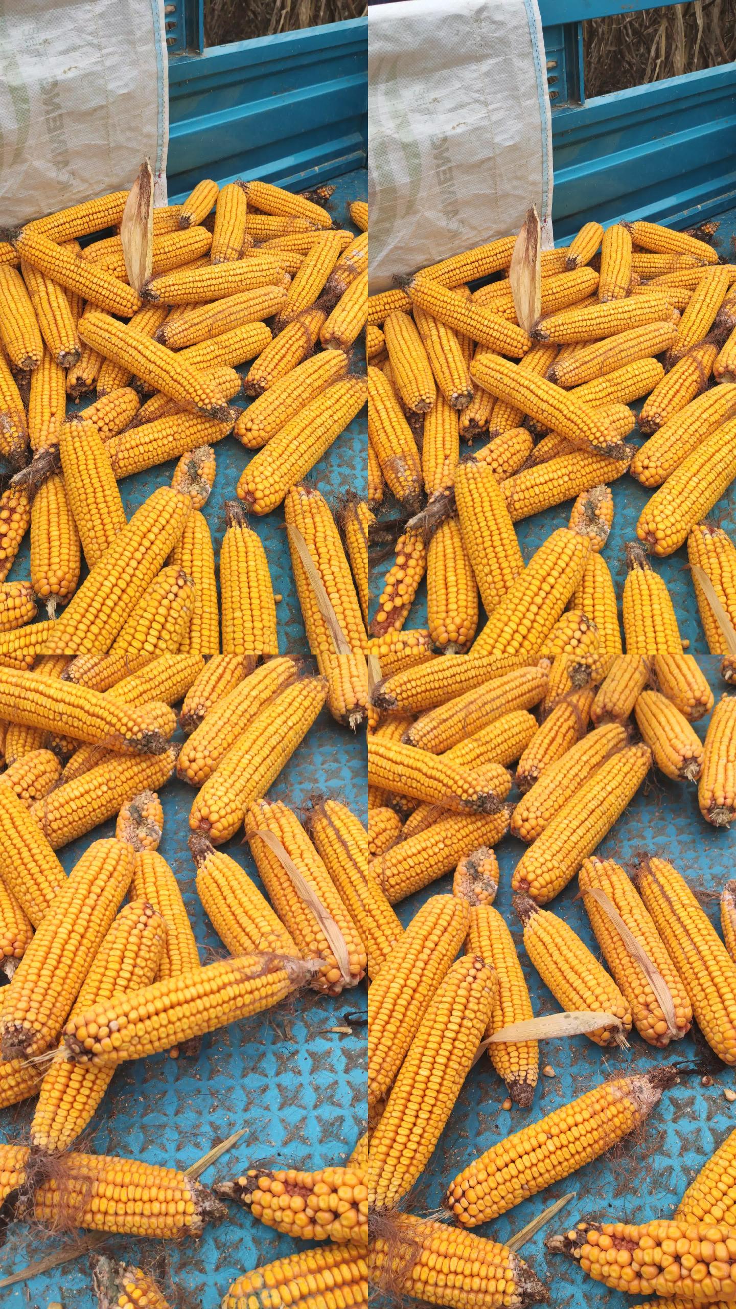 农民秋季收玉米情形