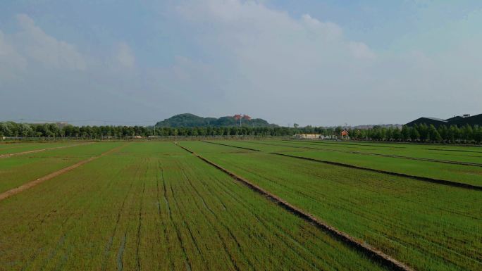 上海松江小昆山田野