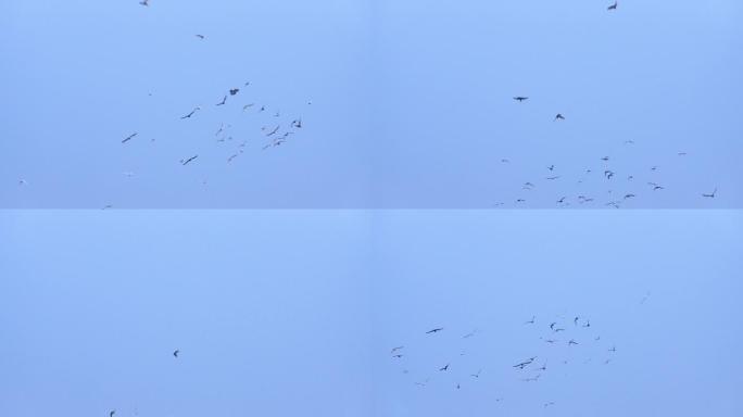 【4K原创】鸽子飞翔慢镜头