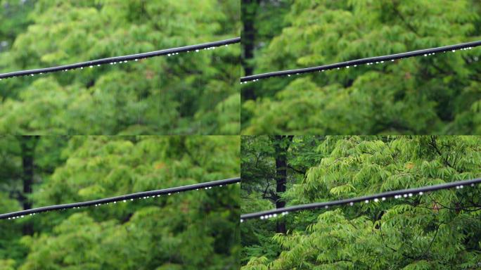 原创4k视频素材电线上的水珠和风雨中绿叶