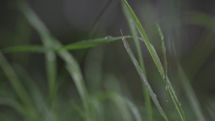 雨中小草