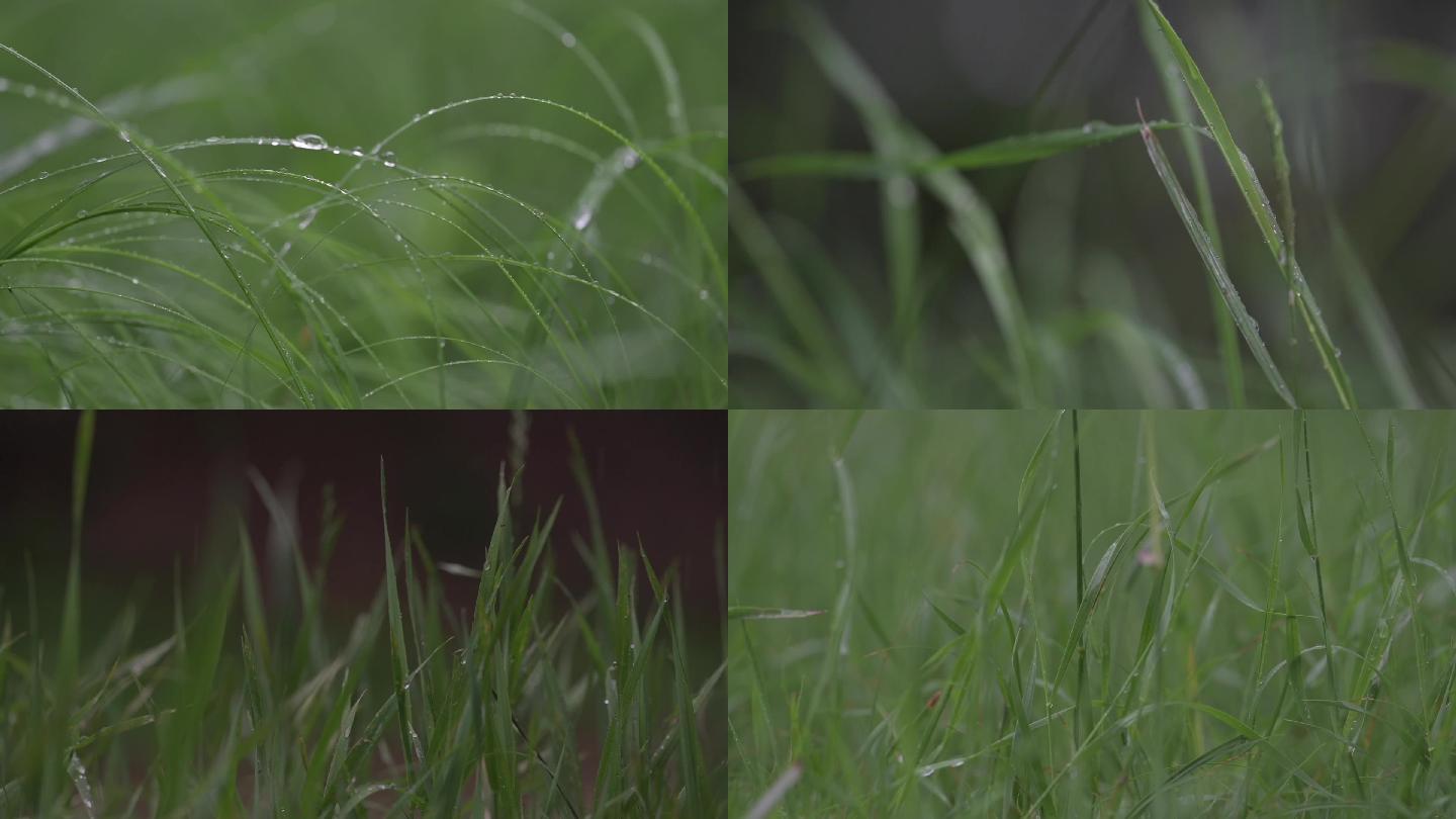 雨中小草