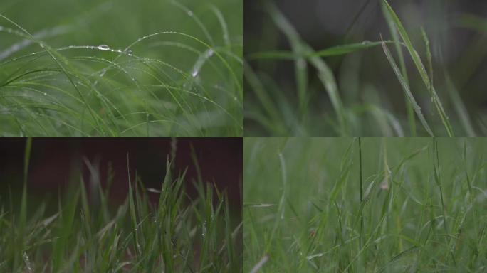 雨中小草