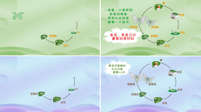 蚕的生长过程AE模板