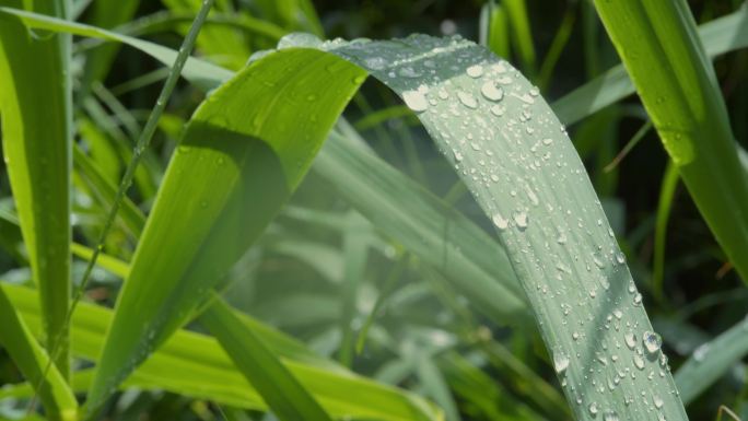 太阳雨后的露珠 叶子闪光 自然生态 植物