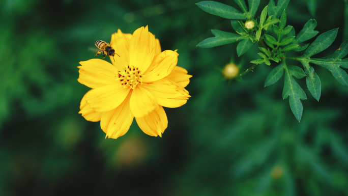 小黄花花朵蜜蜂素材