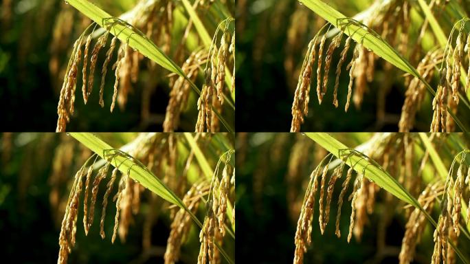田野水稻视频
