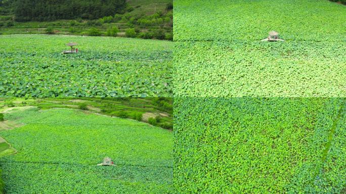 荷花盛开杭州千岛湖岭下村湿地公园