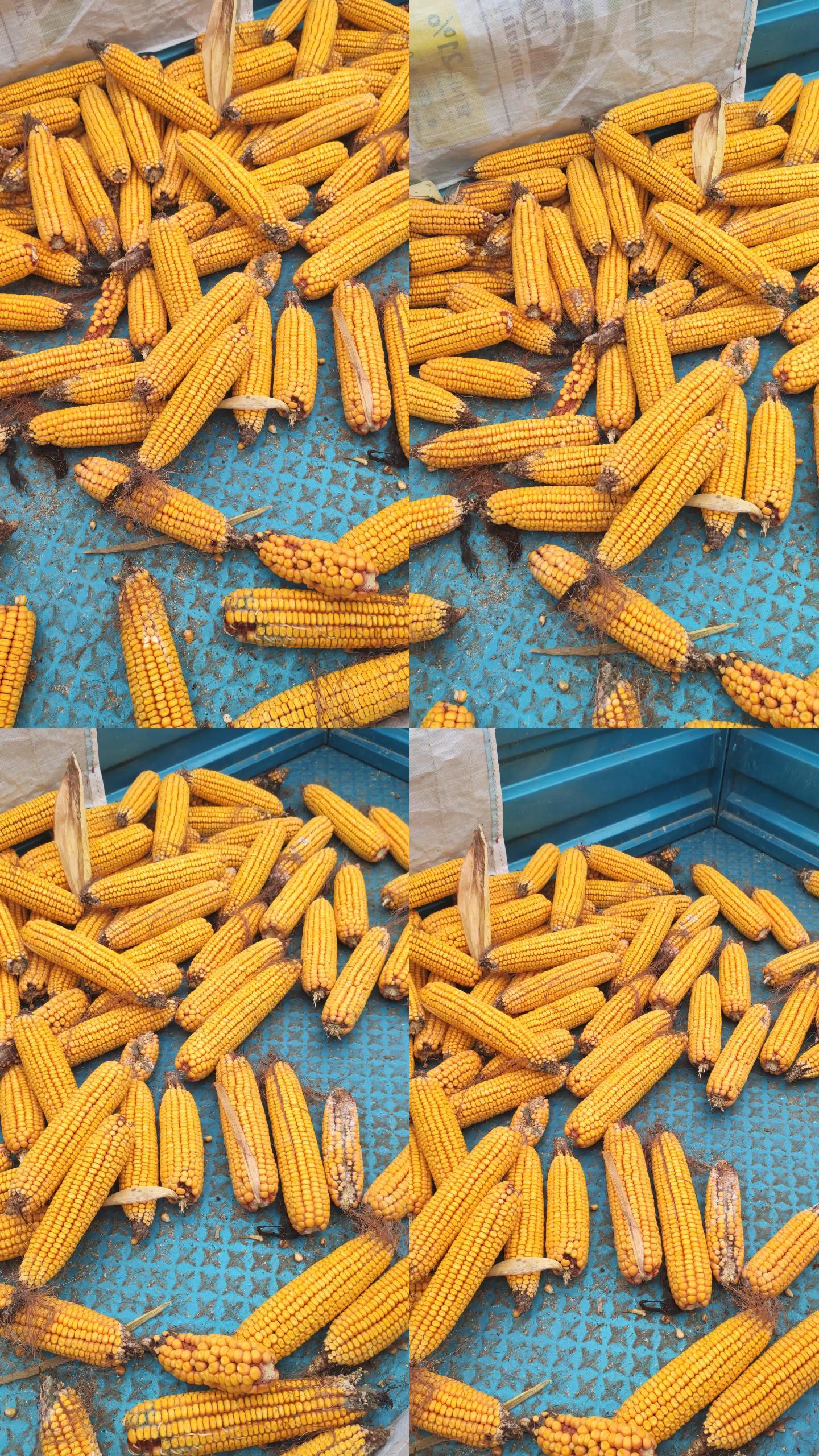 农民秋季收玉米情形