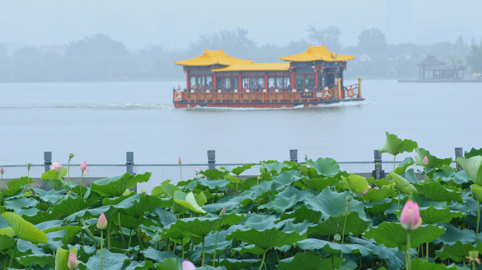 大明湖 下雨天 荷花4K