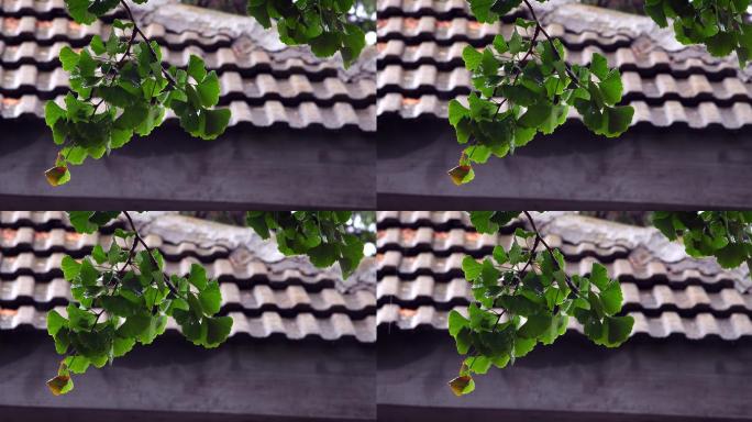 原创4k视频素材瓦房前挂着雨珠的银杏叶