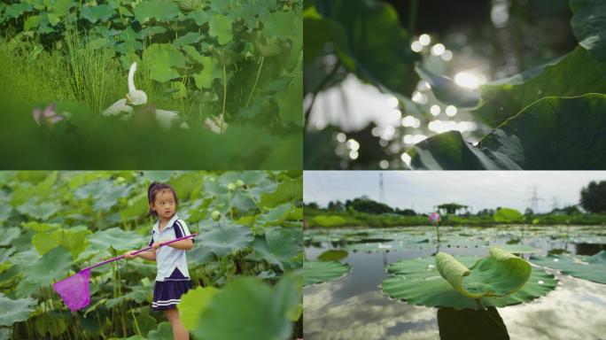 夏天乡村荷塘荷花小孩捉鱼白鹅集锦视频素材