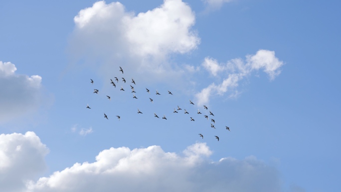 城市上空鸽子飞翔+已调色