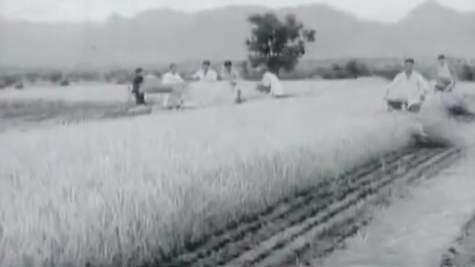 70年代浙江农业机械化生产影像10
