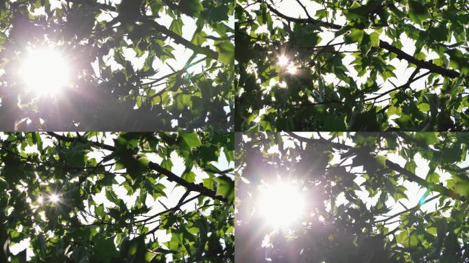 炎炎夏日公园里阳光透过树叶4K视频素材