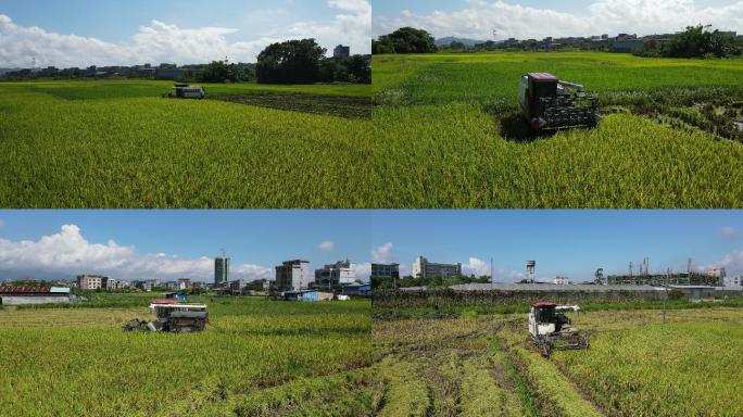 广西农村收割机在田野水稻夏收