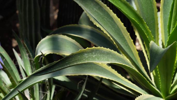 剑麻蓖麻多肉植物沙漠植物