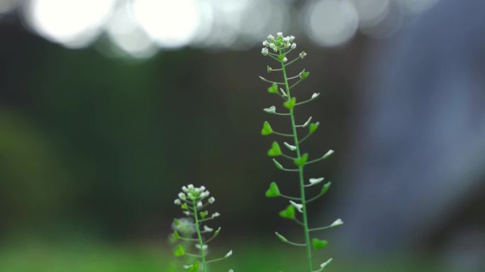 季节变换清新小景空镜60帧素材