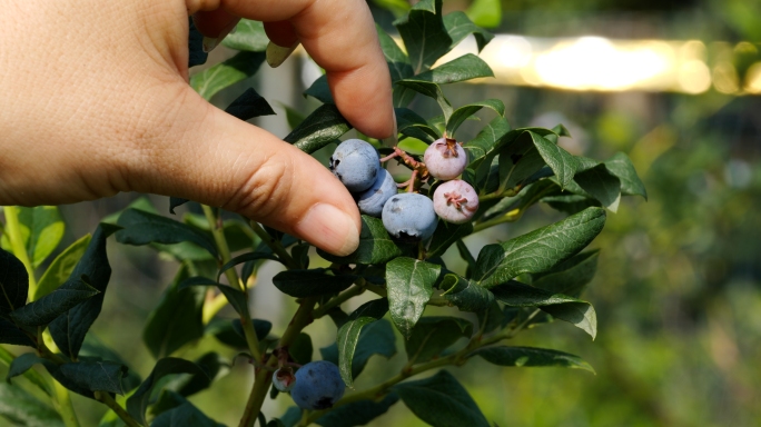 蓝莓生态园蓝莓特写