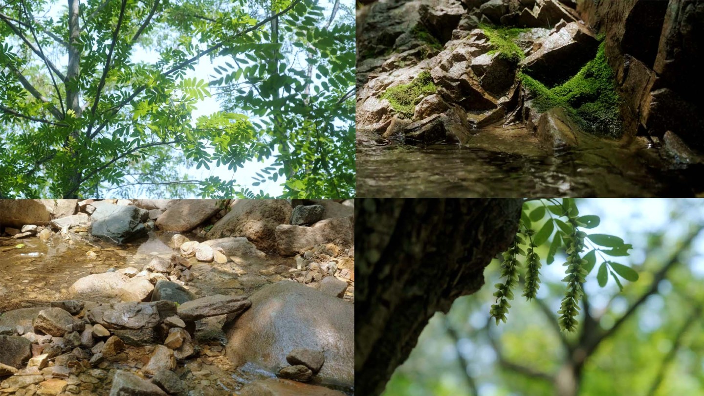 4k山间小溪树林流水苔藓夏日清凉泉水潺潺