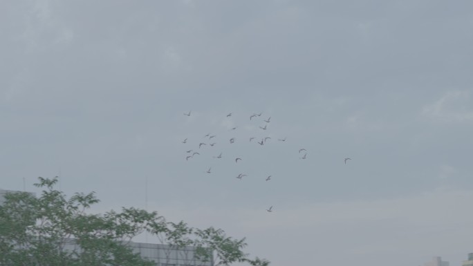 鸽子在城市里自由飞翔