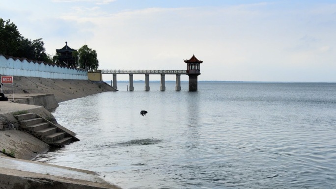 大鱼跃出水面