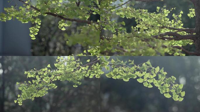 阳光下的银杏叶银杏枝条