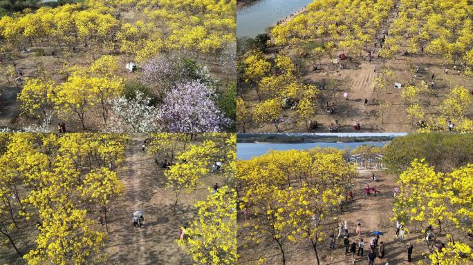 东莞松山湖花海