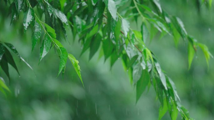 4k唯美雨水惊蛰谷雨立春意境雨滴滴水春雨