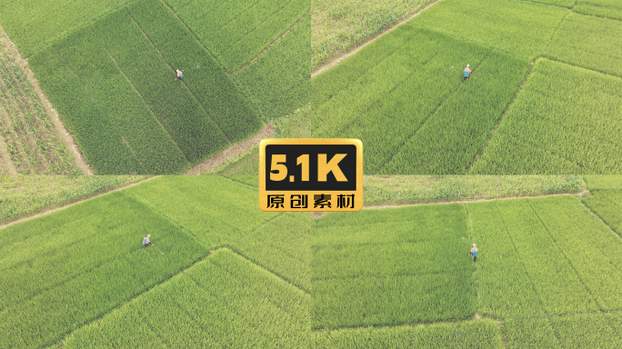 5K-农民在稻田里面打农药，脱贫致富
