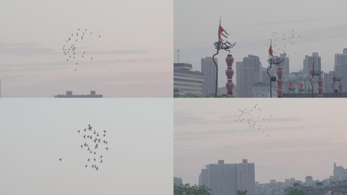 鸽子在城市里自由飞翔