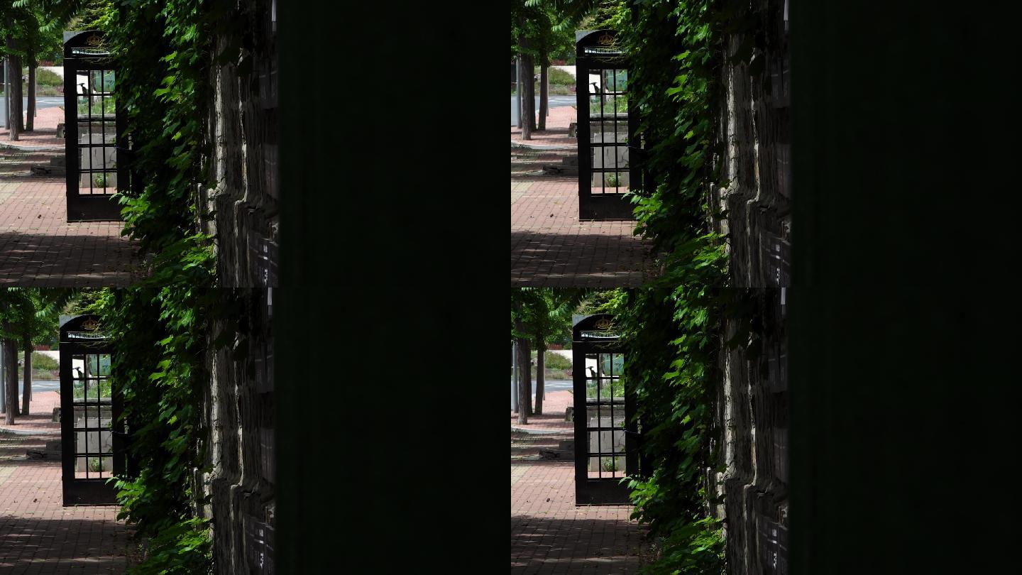 原创4k视频素材光影婆娑绿荫环绕的电话亭