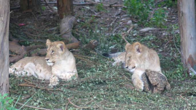 两只狮子幼崽