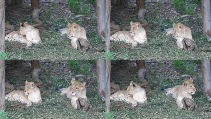 两只狮子幼崽