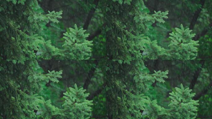 4k唯美雨水惊蛰谷雨立春意境雨滴滴水春雨