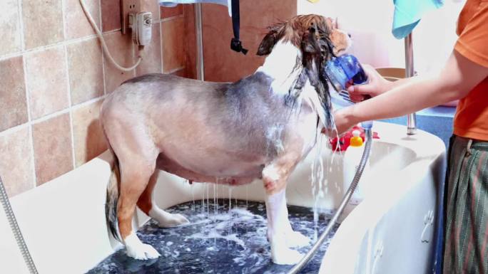 狗洗澡升格